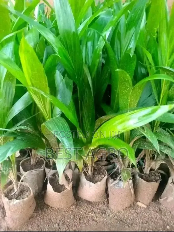 Seedlings for Planting