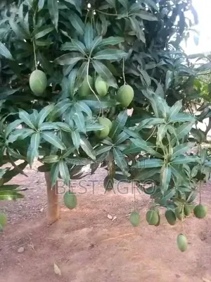 Seedlings for Planting