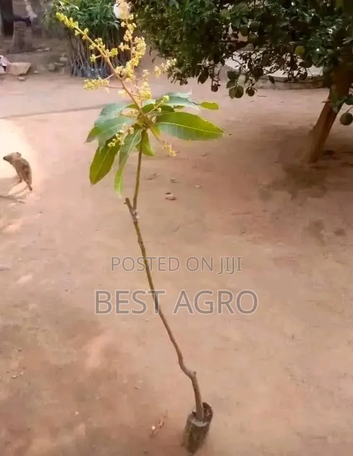 Seedlings for Planting