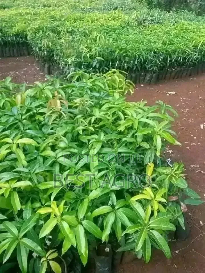 Seedlings for Planting