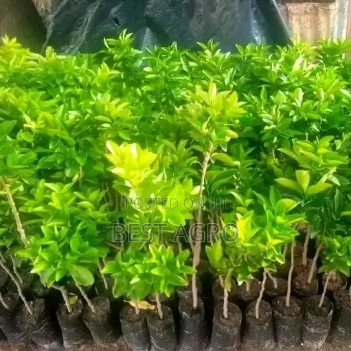Seedlings for Planting