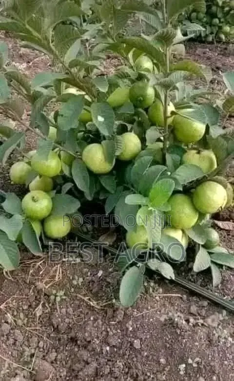 Seedlings for Planting