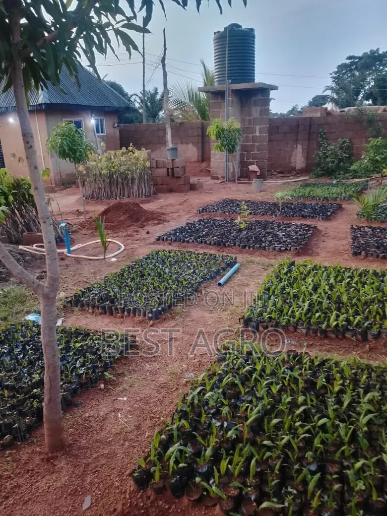 Seedlings for Planting