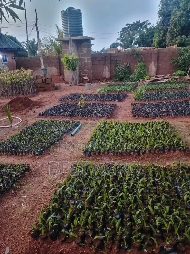 Seedlings for Planting