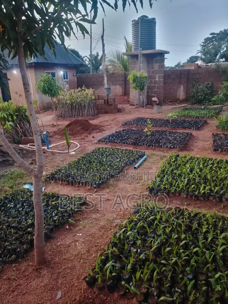Seedlings for Planting