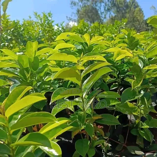 Seedlings for Planting