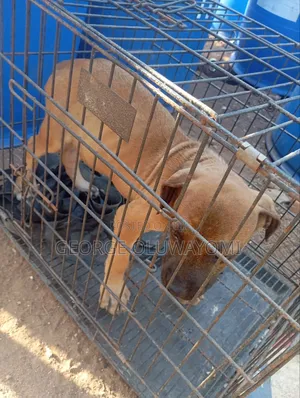 1-3 months Male Purebred Boerboel