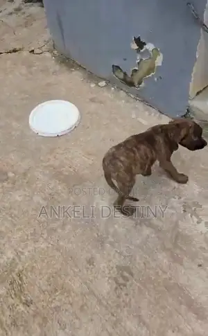 3-6 months Male Purebred Boerboel