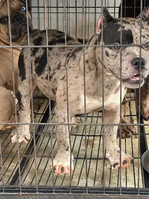 3-6 months Male Purebred American Bully