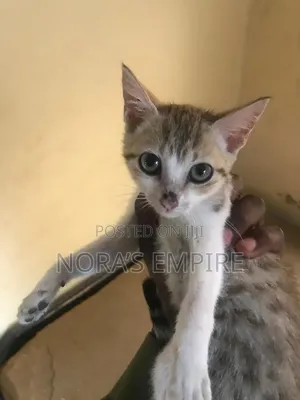 3-6 months Female Purebred American Shorthair