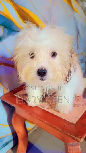 3-6 months Female Mixed Breed Lhasa Apso
