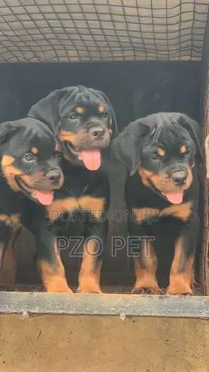 1-3 months Male Purebred Rottweiler