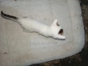 1-3 months Male Mixed Breed Cat