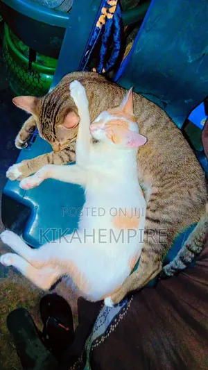 6-12 months Male Mixed Breed Cat