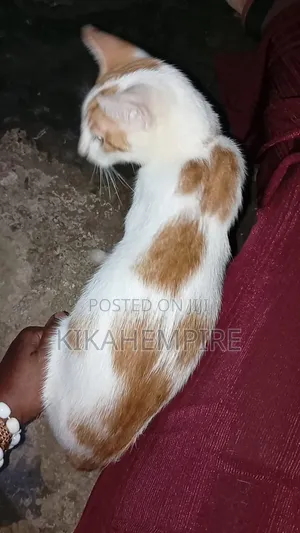 3-6 months Male Mixed Breed Tabby