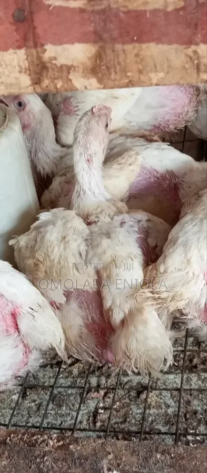 Broilers for Sale