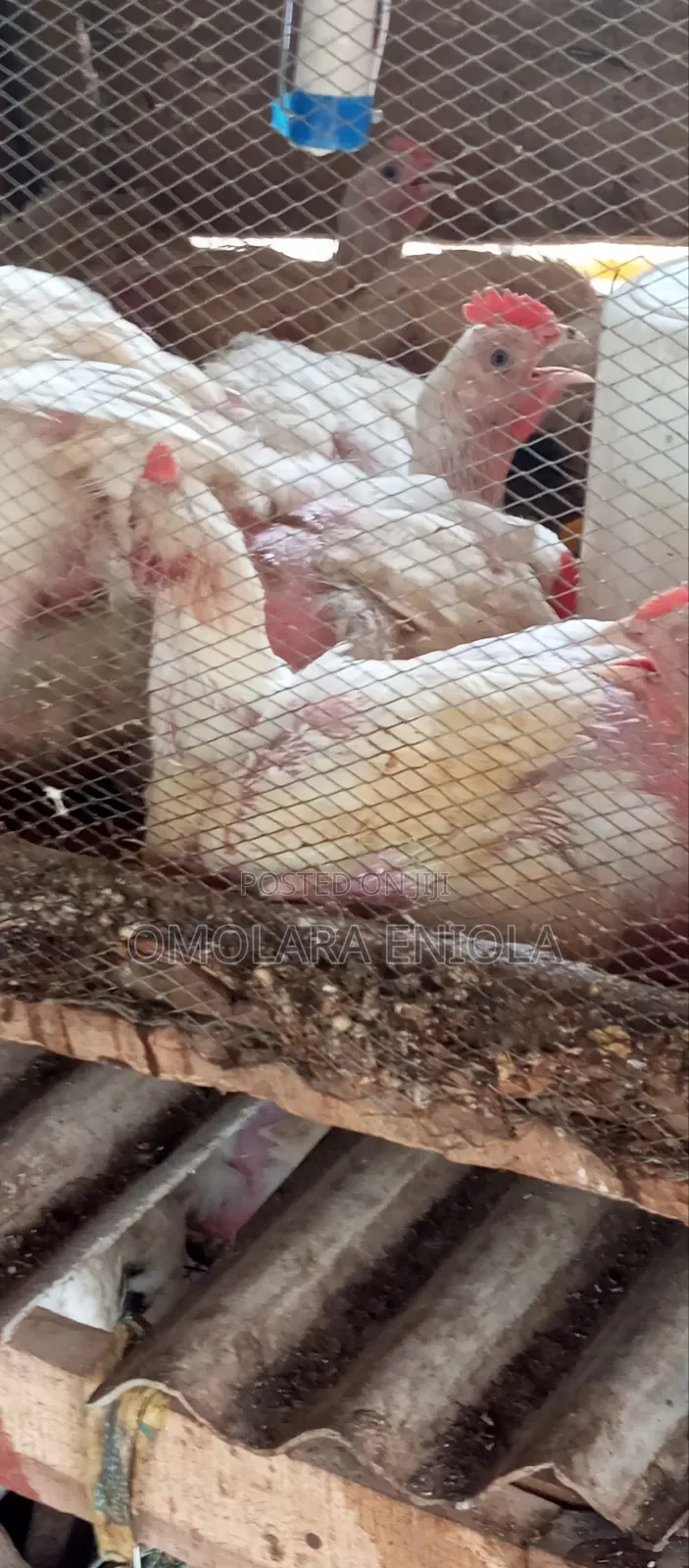 Broilers for Sale