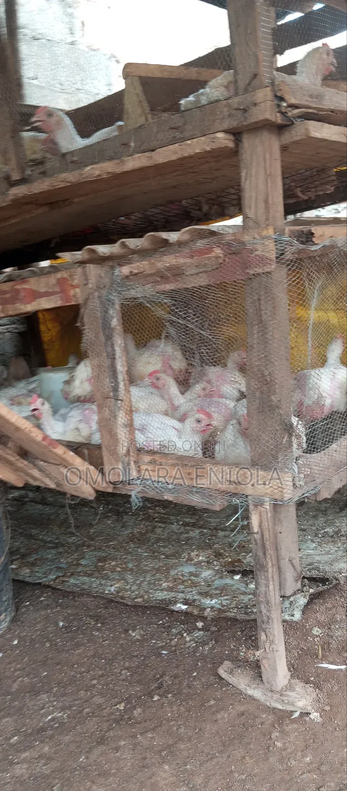 Broilers for Sale