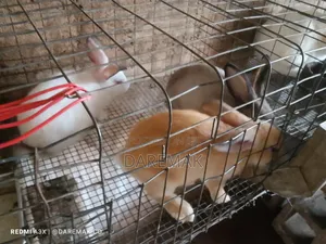 Different Ages of Rabbits and Standard Oven Dried Rabbit Meat for Sale