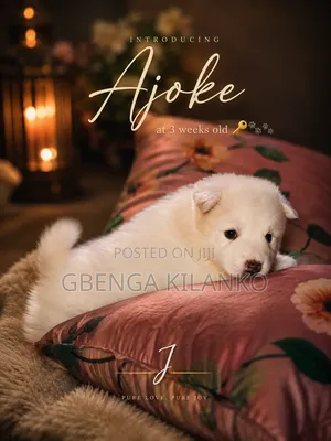 1-3 months Female Purebred American Eskimo