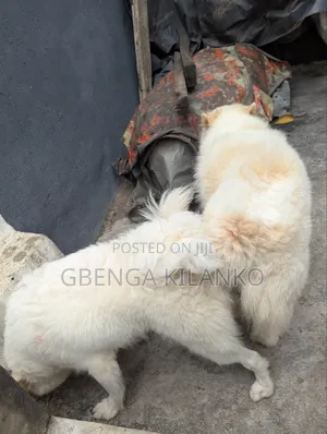 1+ year Male Purebred American Eskimo