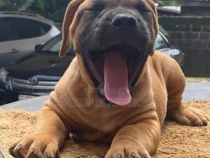 1-3 months Female Purebred Boerboel