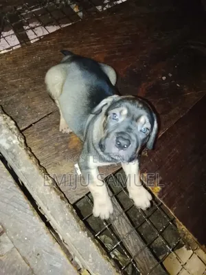 1-3 months Male Purebred Boerboel