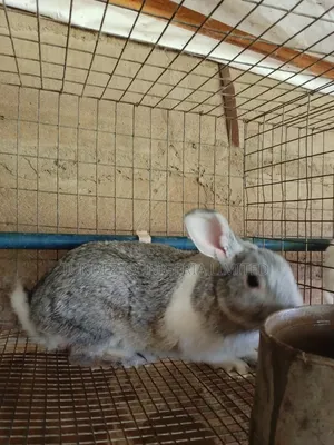 Hyla Rabbit