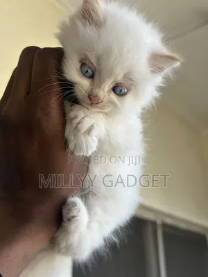 1-3 months Male Purebred Persian