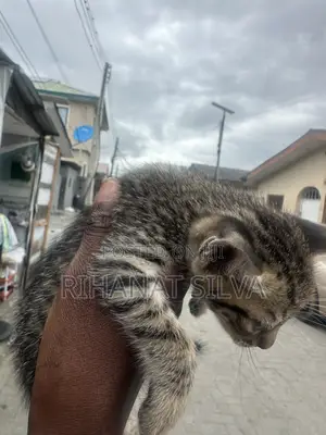 1-3 months Male Mixed Breed Tabby