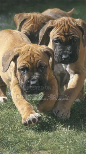 1-3 months Female Purebred Boerboel