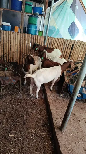 Hybrid Breed Boer Goat