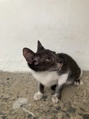 3-6 months Male Mixed Breed Cat
