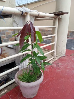 Mango Tree