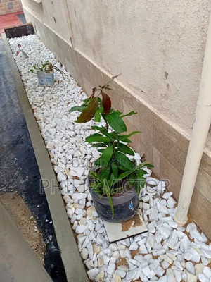 Mango Tree