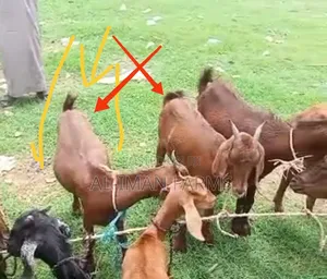 Hadejia Pregnant Goat