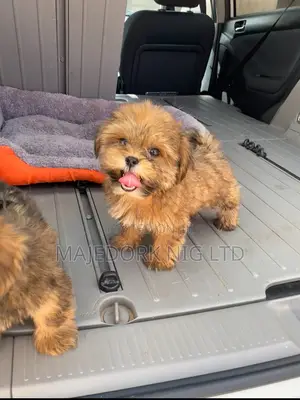 1-3 months Female Purebred Lhasa Apso