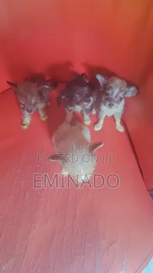 1-3 months Female Purebred Lhasa Apso
