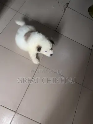 1-3 months Male Purebred Lhasa Apso