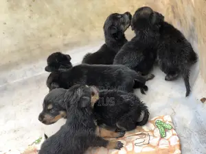 0-1 month Female Purebred German Shepherd