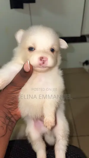 1-3 months Female Mixed Breed Lhasa Apso