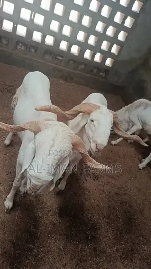 Pure Balami Ram