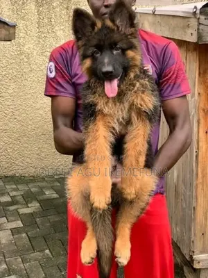 1-3 months Male Purebred German Shepherd