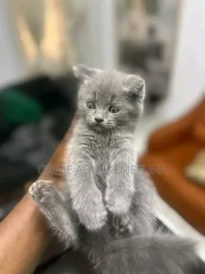 1-3 months Male Purebred British Shorthair