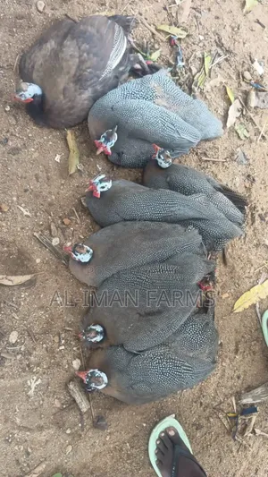 Guinea Fowls