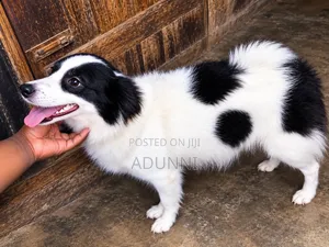 1+ year Female Mixed Breed American Eskimo