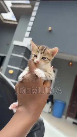 1-3 months Female Purebred Colorpoint Shorthair