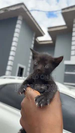 1-3 months Male Purebred Tabby
