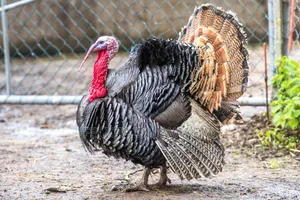 Big Healthy Turkey for Sale, Available Now