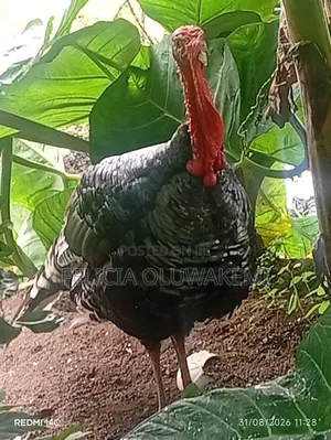 Big Healthy Turkey for Sale, Available Now